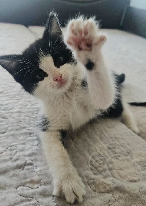 Отдам Котят  в добрые руки