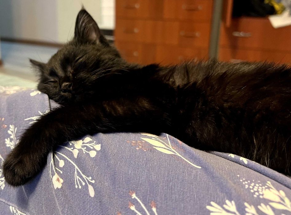 Котенок в добрую семью!