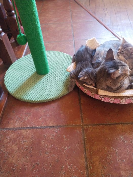 Котята.Отдам в хорошие руки