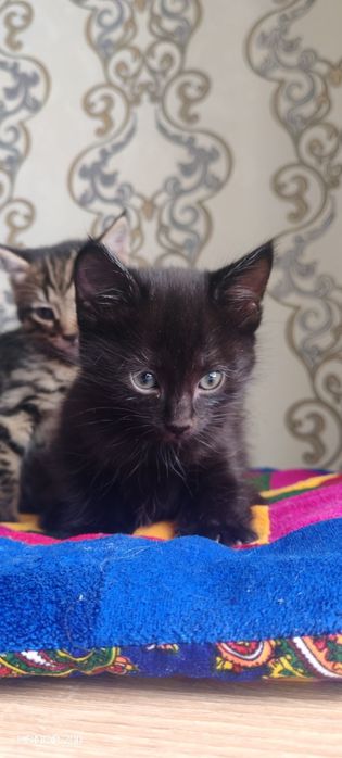 Отдам котят в добрые руки