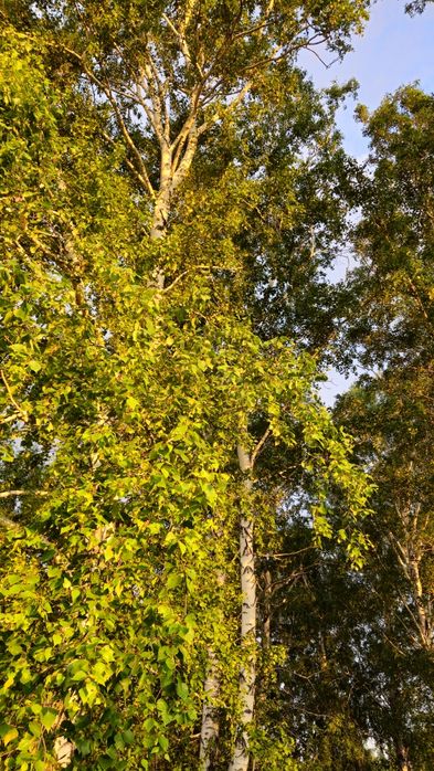 Продам  дачу в живописном  месте