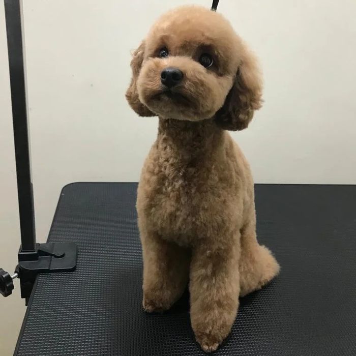 Стрижка, груминг, экспресс линька