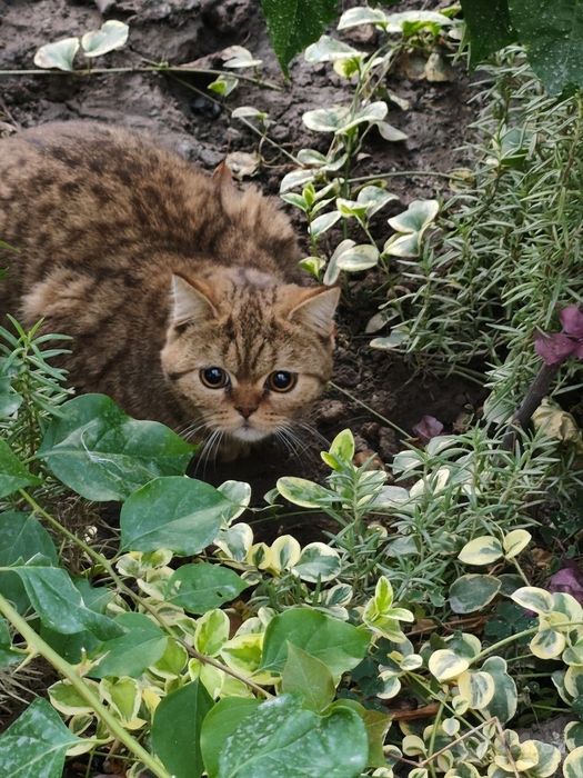 Продаётся котёнок