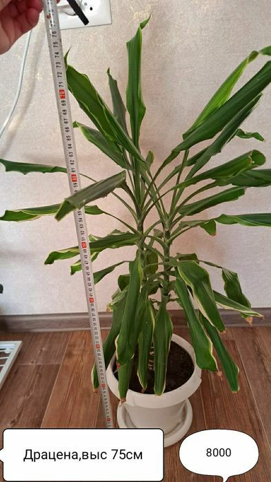 Цветы для дома и офиса