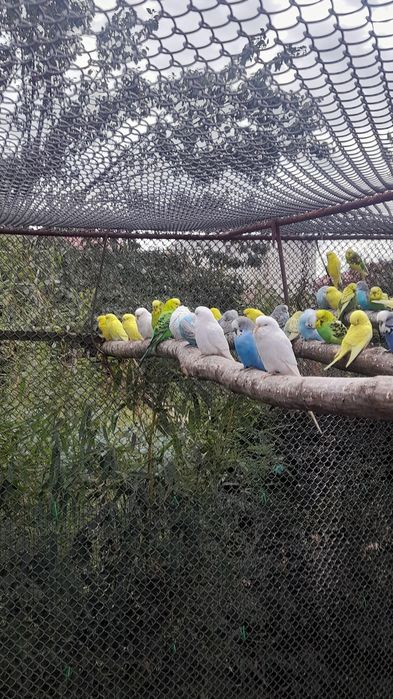 Papagali peruși de vanzare