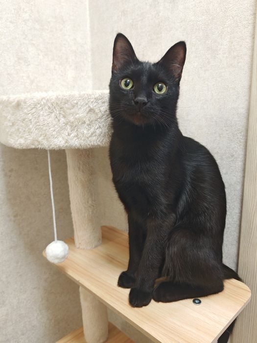 Молодой кот ищет дом!