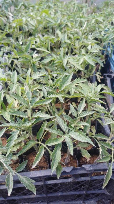 Разсад-Домати, краставици, тиквички, пипер и люти чушки.