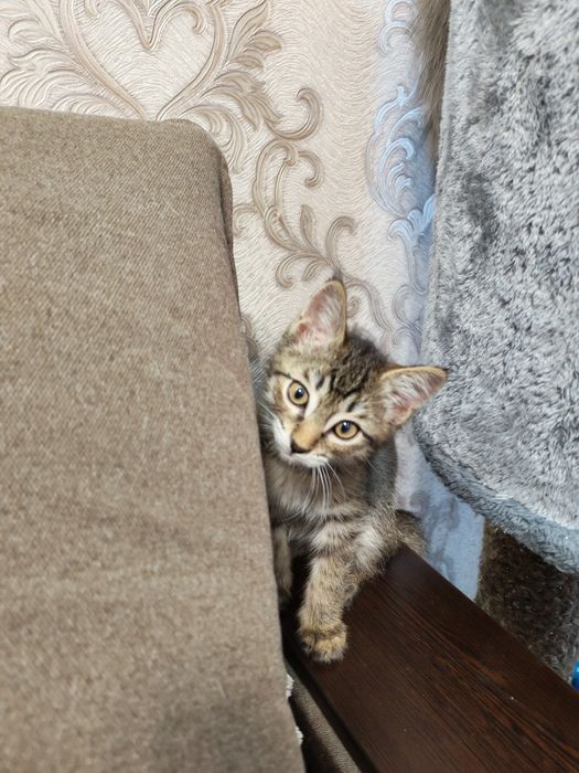 Котëночек в хорошую семью