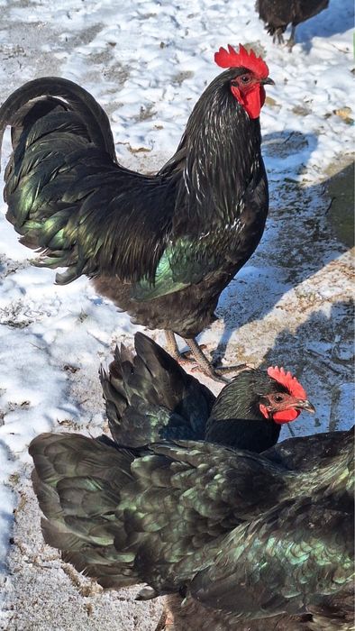 Разплодни яйца от черен австралорп