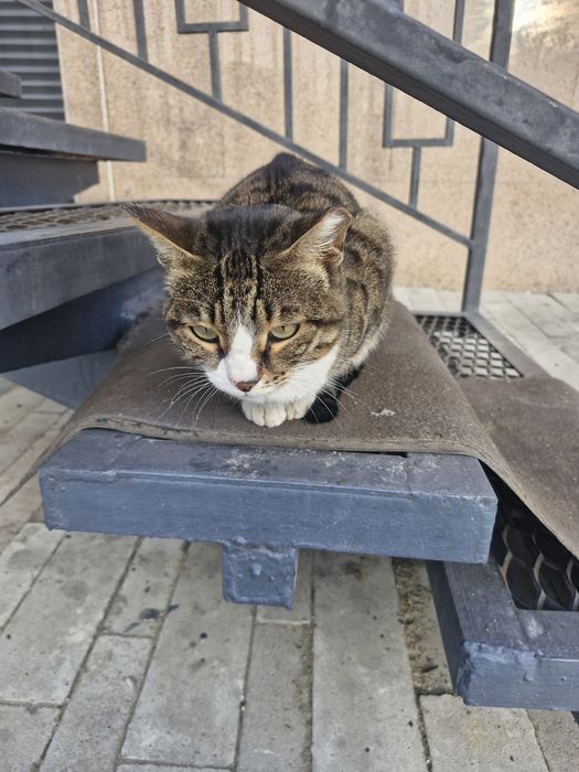 Кошечку отдаём в хорошие руки
