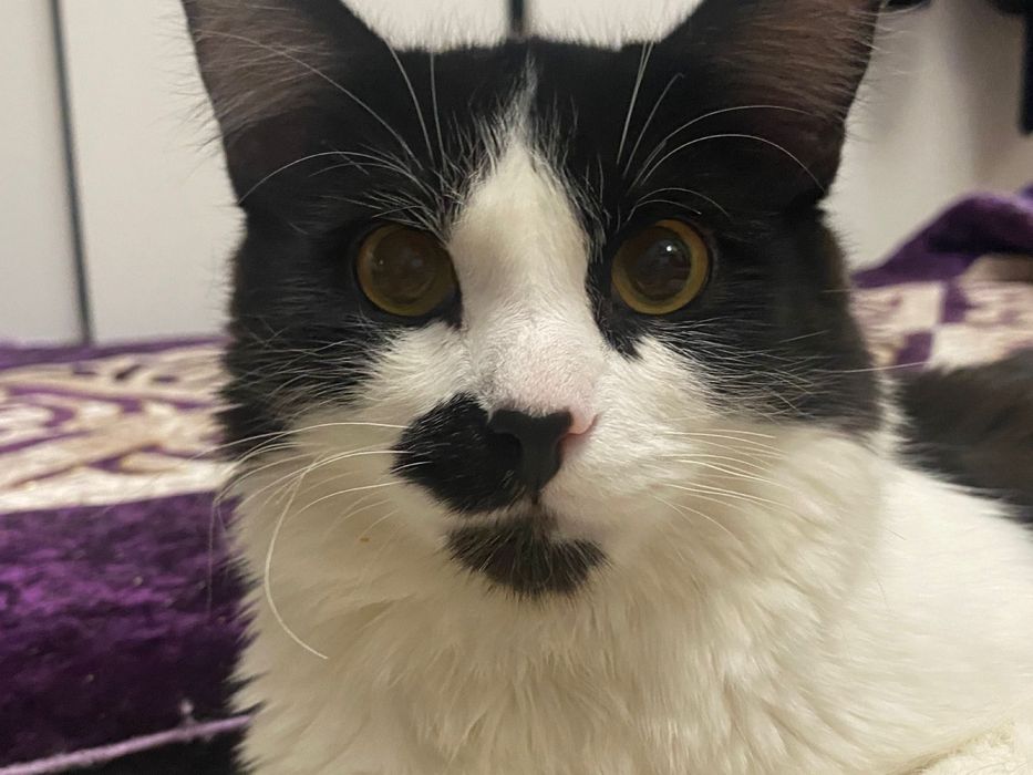 Отдам кота бесплатно