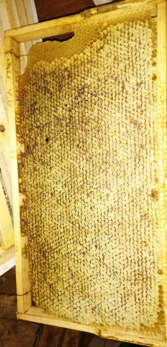 Мёд оптом от производителя