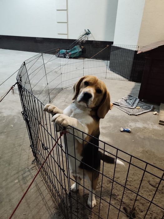 Продам | Бигль самец