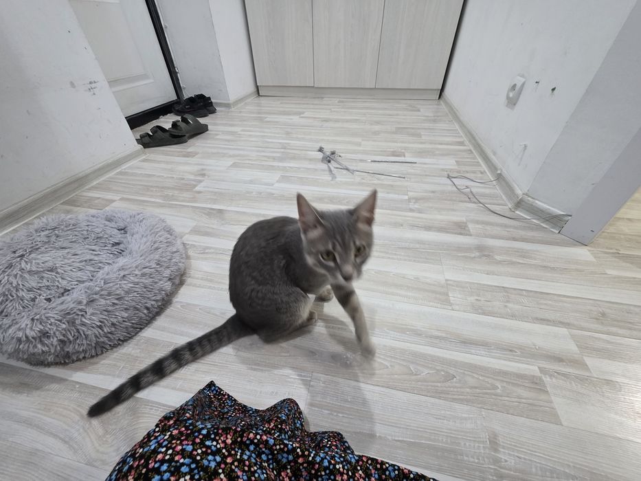 Мысық сатамын барлық заттарымен