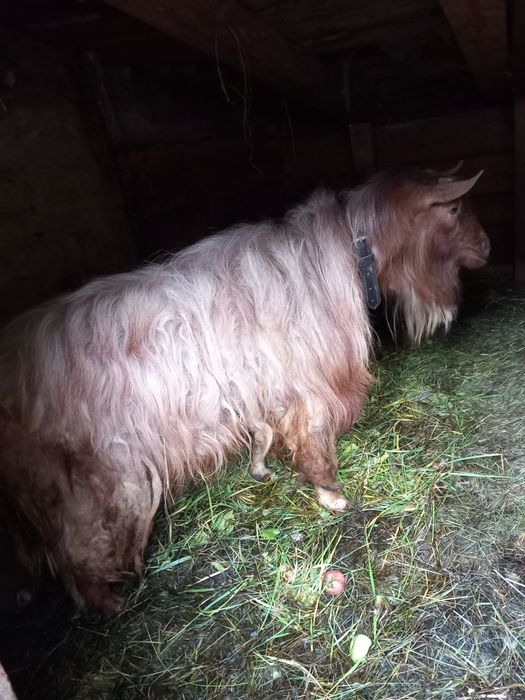 Vand tap.               .