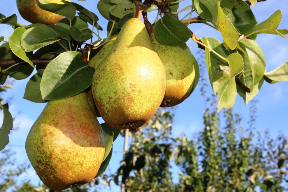 Par (Soiul Novembra )