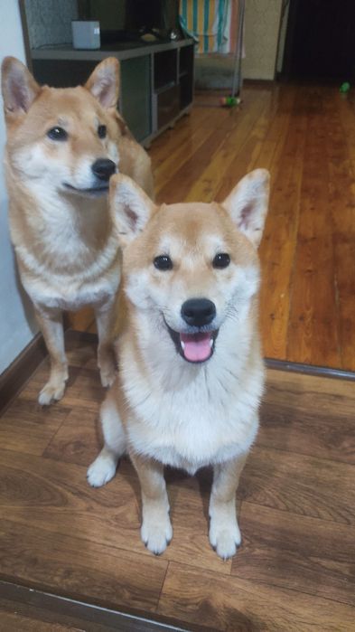 Девочка щенок Сиба ину