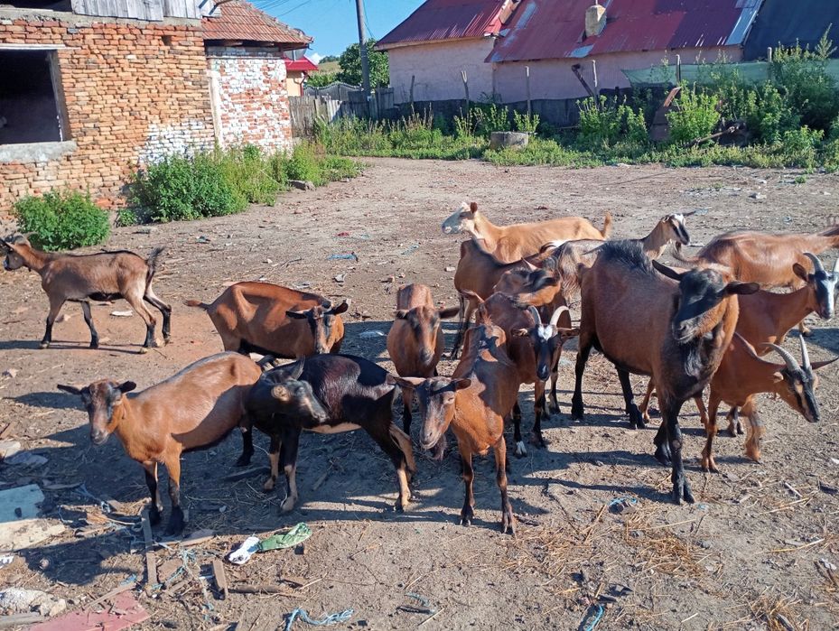 15 capre plus țapul