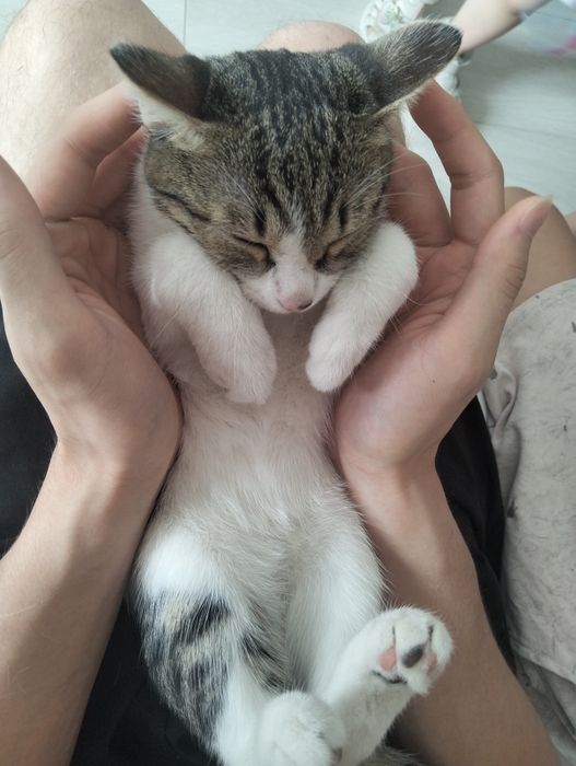 Кошечка, молодая, город Астана