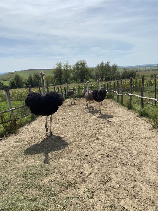 Struti maturi 2 masculi si 3 femele