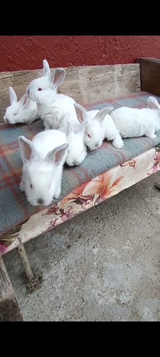 Iepuri pui Uriaș de Transilvania și gri german