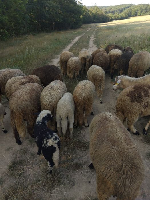 Vand miei buni de taiat