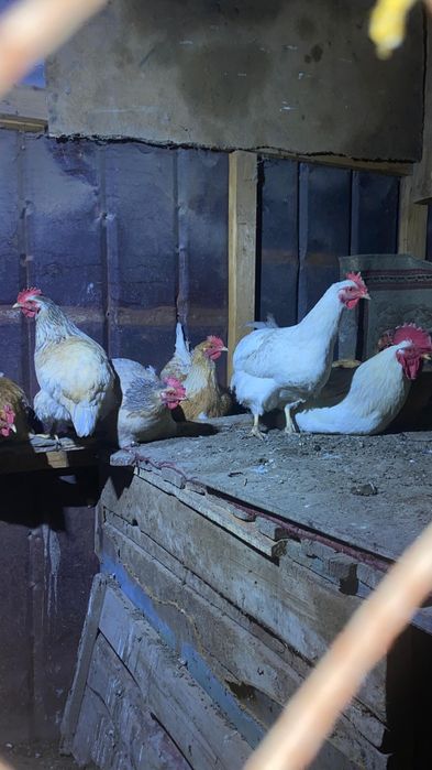 Куры Утки срочно продам по 5000