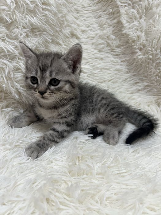 Котята шотлаские