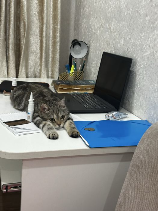 Кошка бесплатно