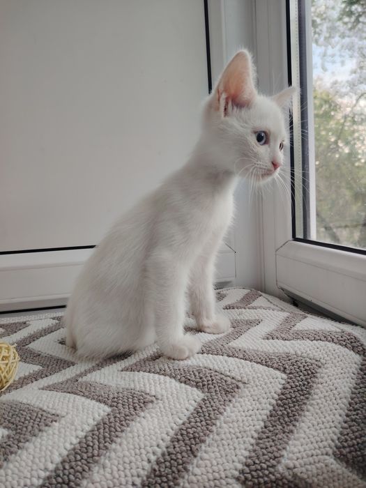 Пристраивается котёнок мальчик