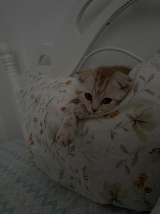 Котенок скоттиш-фолд