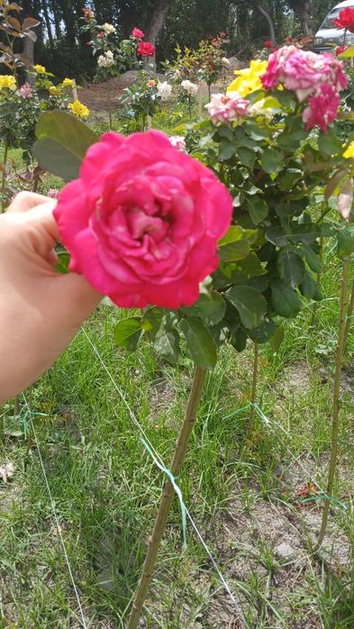 Metropka gul                      .