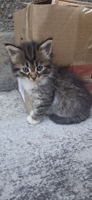Котята ищут дом и