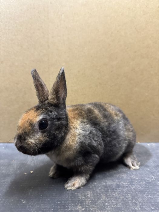 Ieprui pitici - Rex pitic