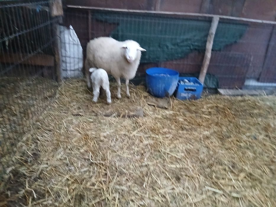 Vând 2 oi romanov una cu 2 miei si una asaf cu mieluta.si una depusa d