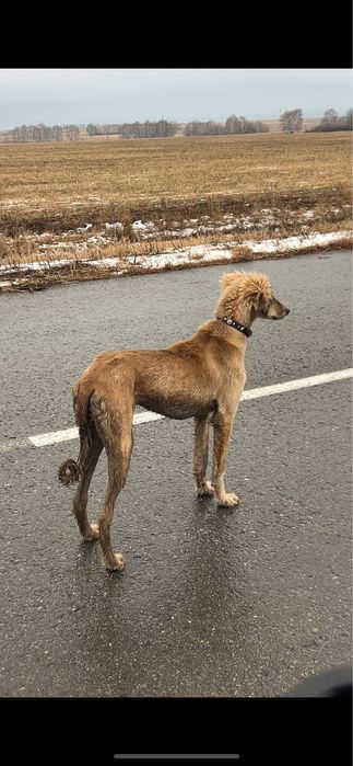 Тазы сатылады ұрғашы