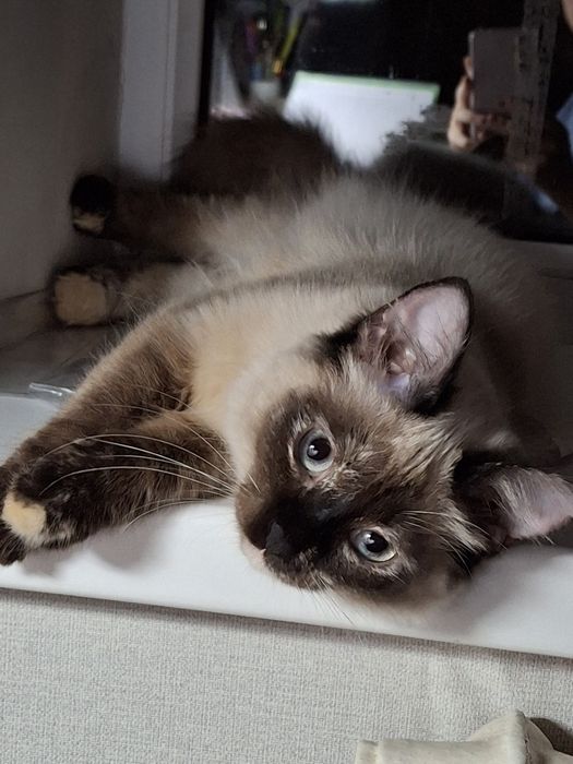 Кошка хорошая умная