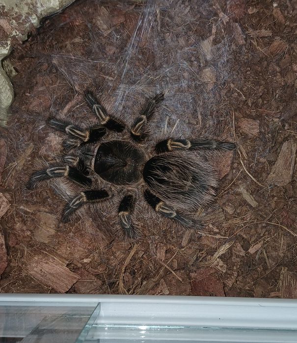 СРОЧНО! Продам паука-птицеед Grammostola pulchripes