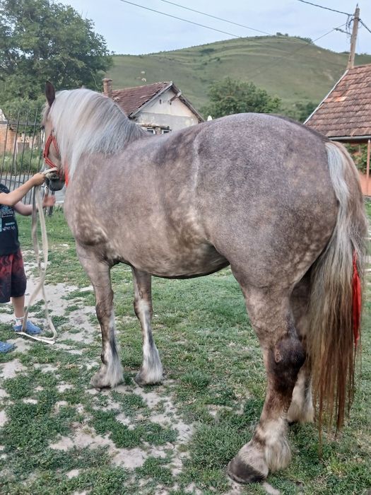 Vand manza de 4 ani