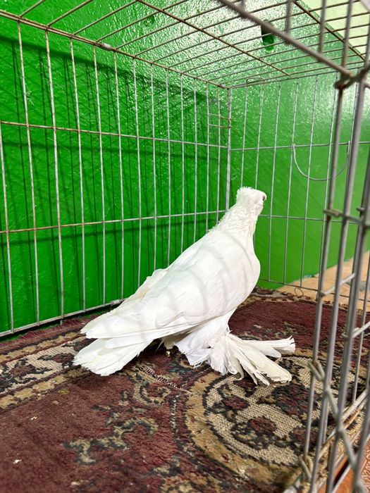 Голуби бар сатылатын
