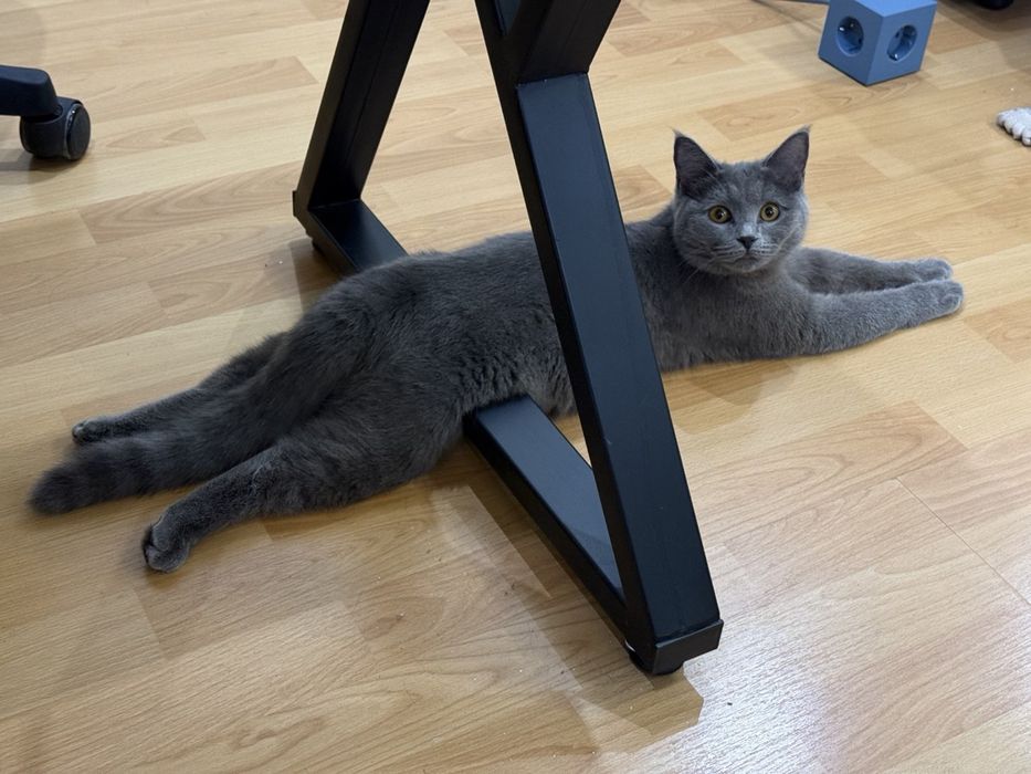 Кошечка в добрые руки