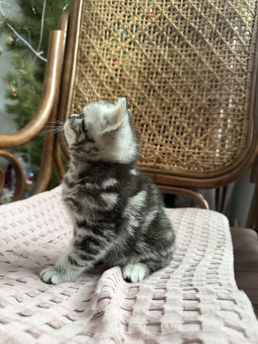 Продается шотланский котенок