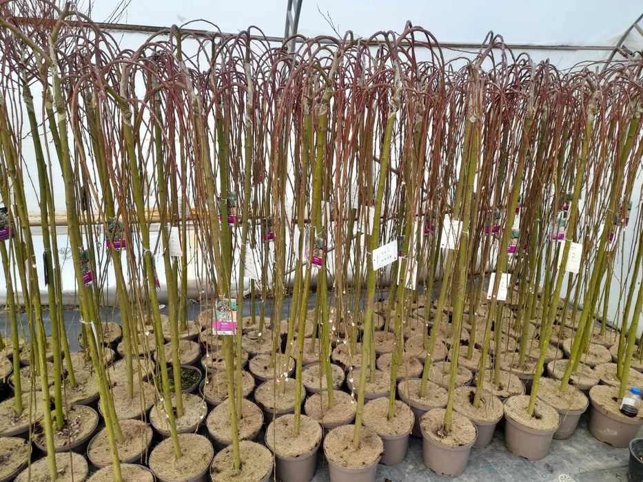 Плачеща върба (Salix caprea 'Kilmarnock')