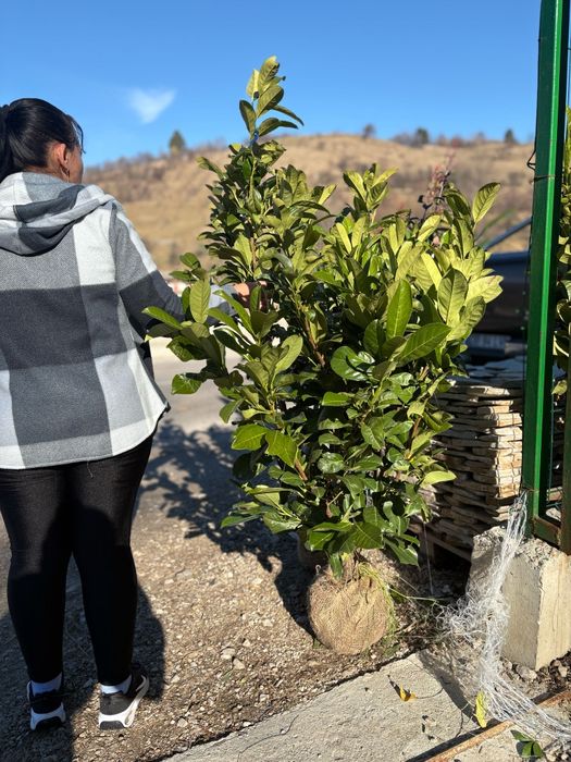 Vând plante ornamentale și livrez