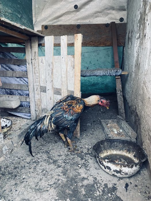 Продам дакан туляг