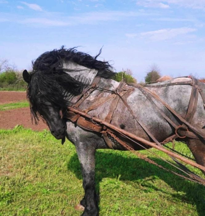 Armăsar semigreu de vânzare – 8 ani, puternic și bine întreținut