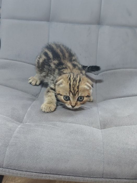 Котята золотисто-чёрный мрамор.