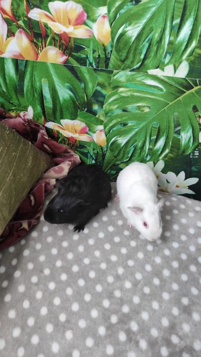 Лето подруги. Девочка в поле. Коровы молодняк. Молодняк девочки. Ребенок девочка.