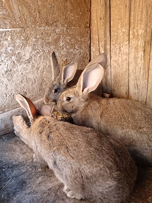 Vând iepuri de rasă Uriaș German