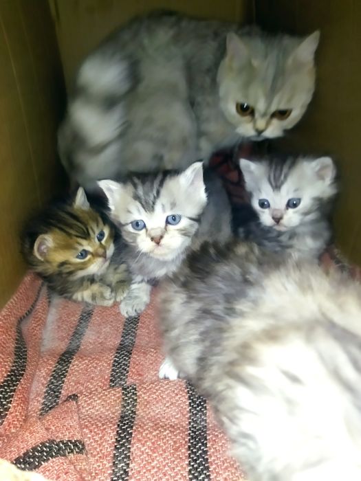 Шотландский кошки